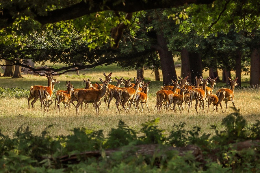 Nombreuses biches qui sont dans une clairière aux abords d'une forêt