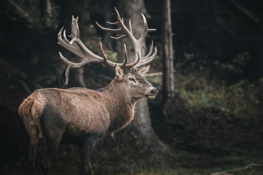 Cerfs dans la forêt