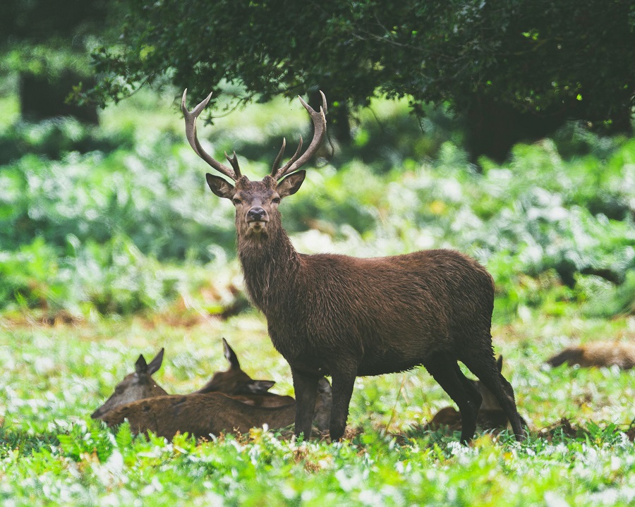 Cerf dans un bois