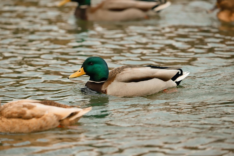 Canard sur un lac