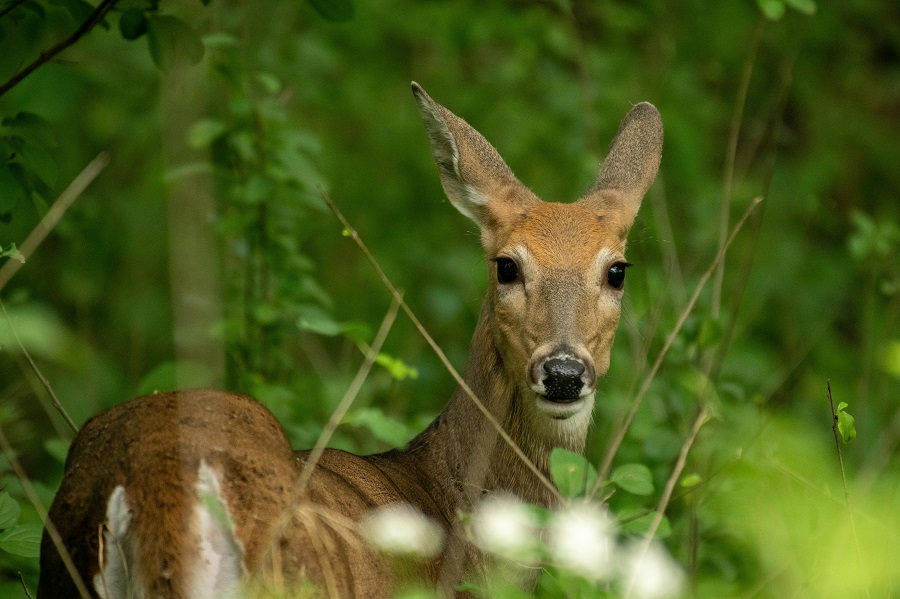 Chevreuil dans un bois