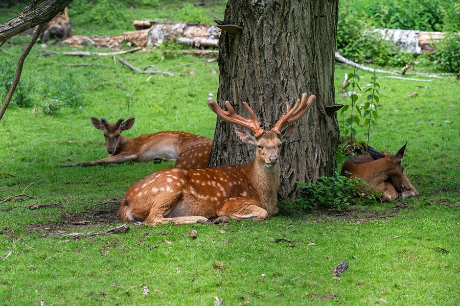 Cerf et deux biches qui sont allongés sous un arbre