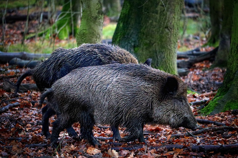 Deux sangliers dans une forêt