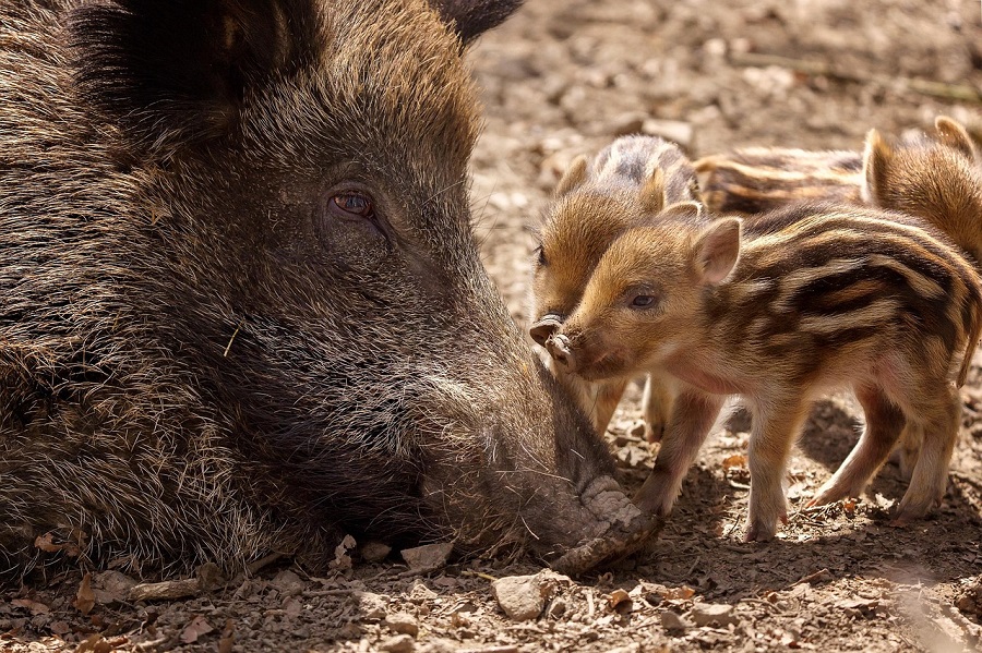 Sanglier et marcassins