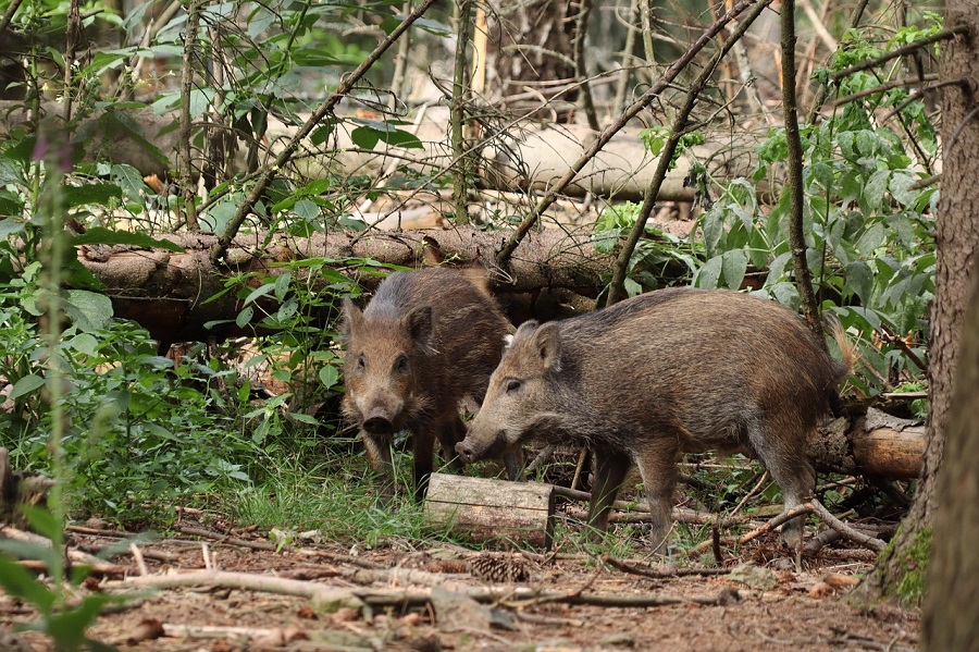 Sangliers dans la forêt