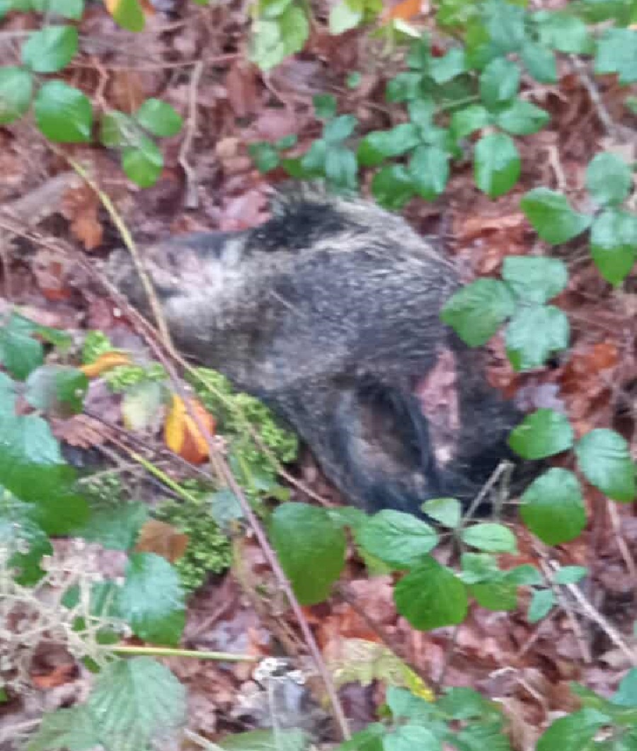 Carcasse animale sur le bord d'un chemin forestier