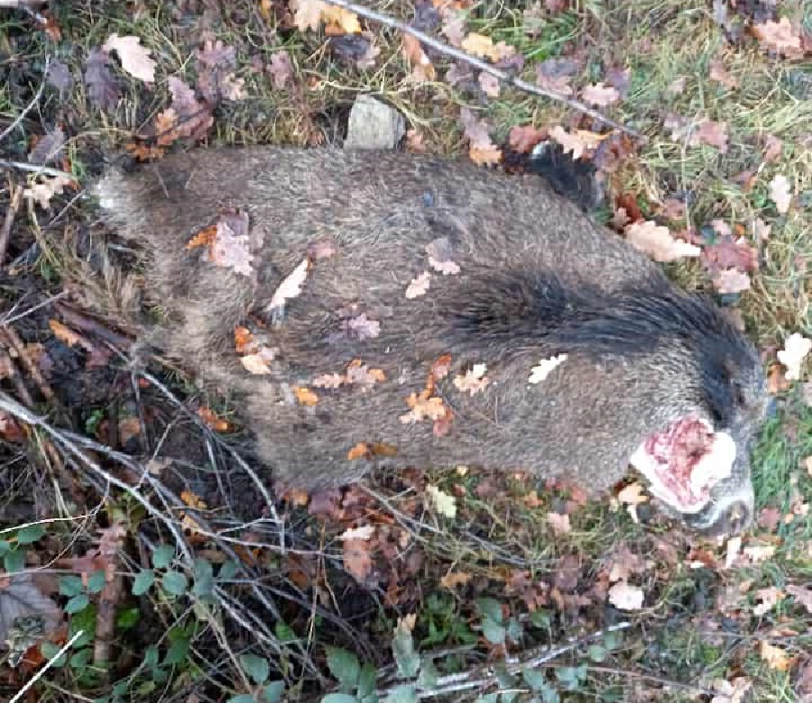 Carcasse animale sur le bord d'un chemin forestier