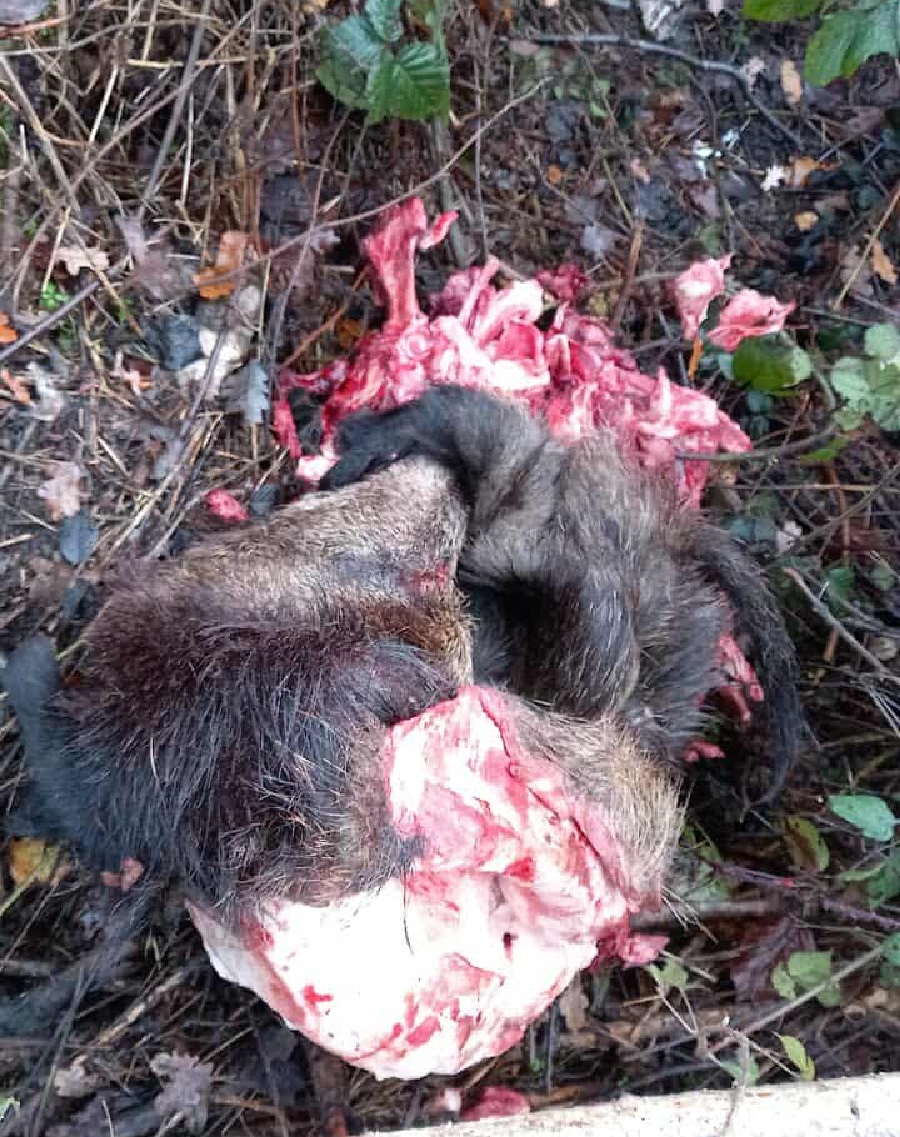 Carcasse animale sur le bord d'un chemin forestier