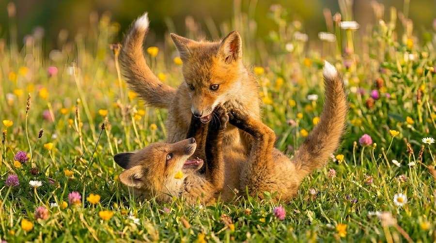 2 renards