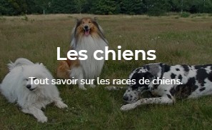 Tout savoir sur les races de chiens