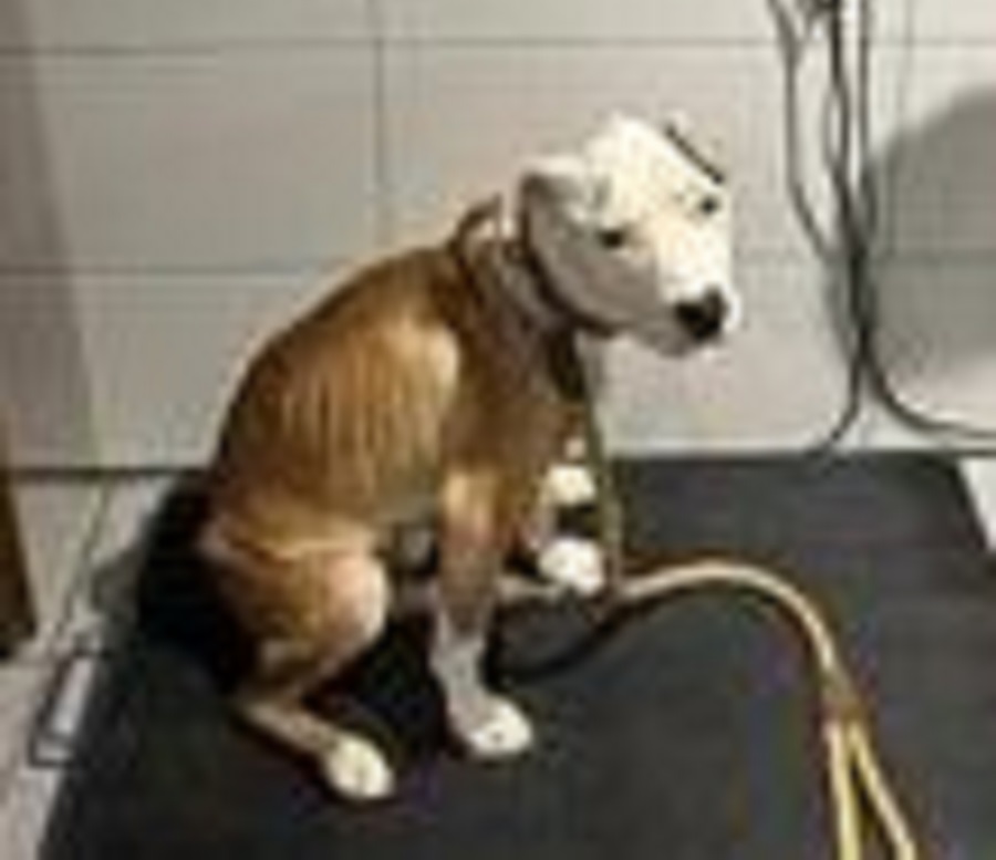 American Staffordshire Terrier maltraitance