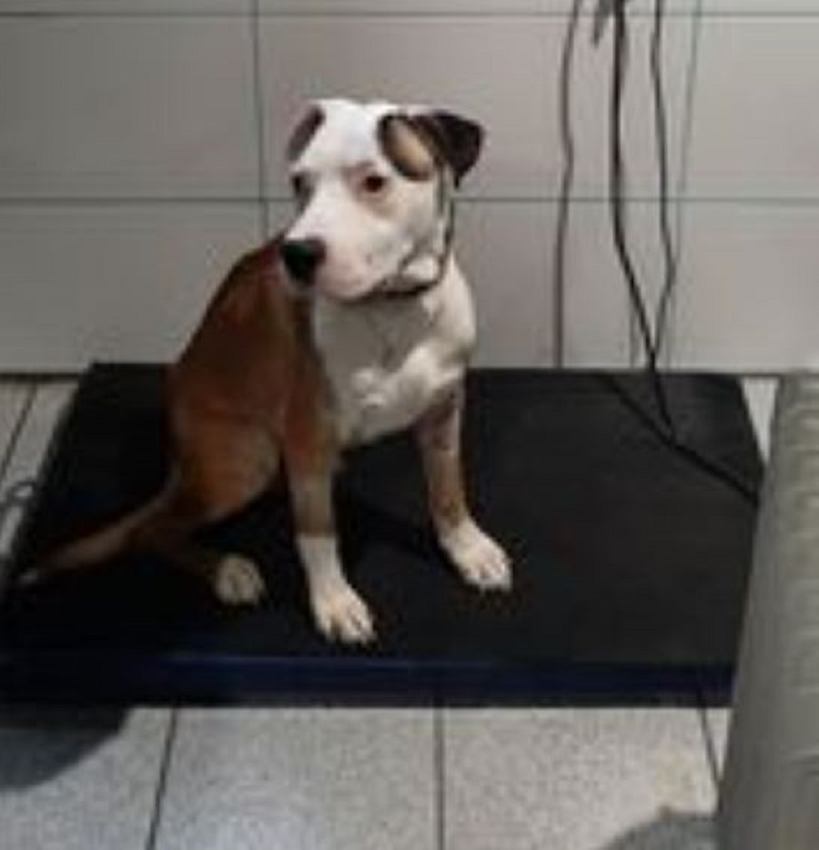 Kenzo, l'American Staffordshire Terrier trouvé à Huy reprend du poids