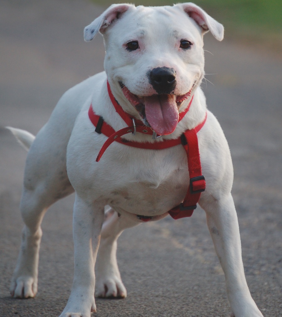 American Staffordshire Terrier