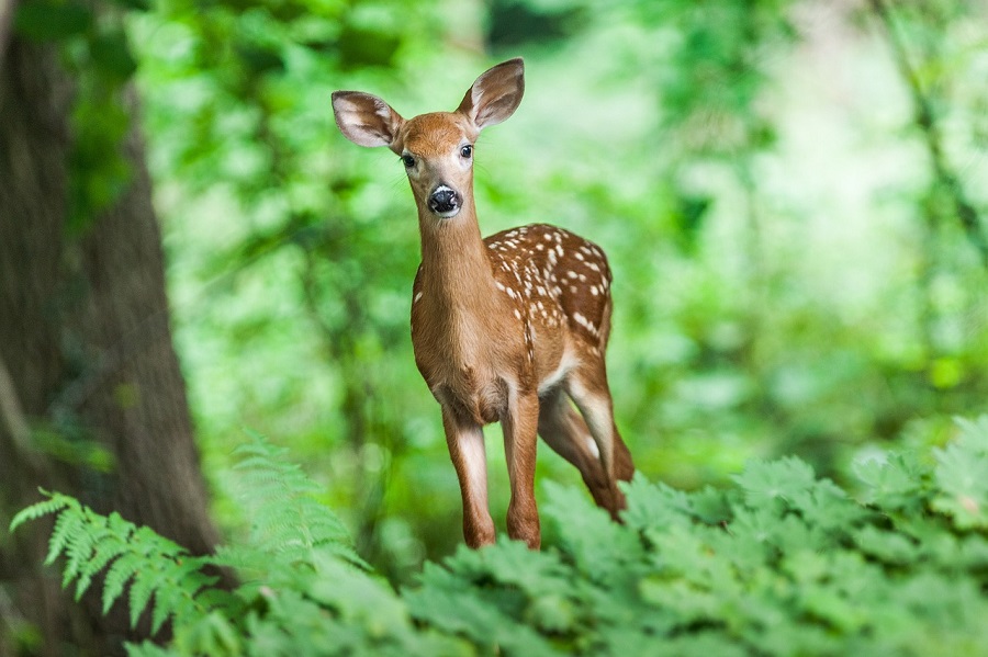 Jeune cerf