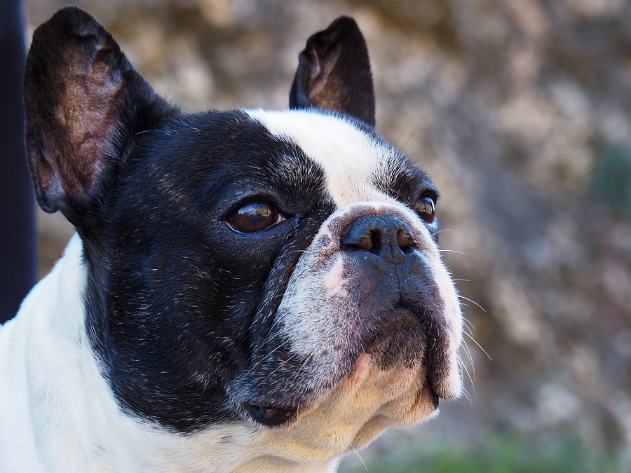 Bouledogue Français