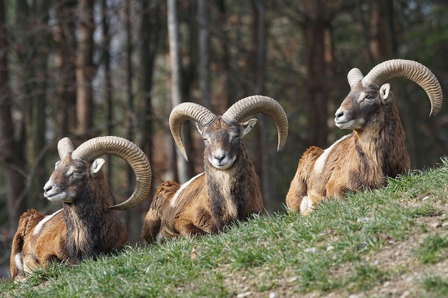 Le Mouflon