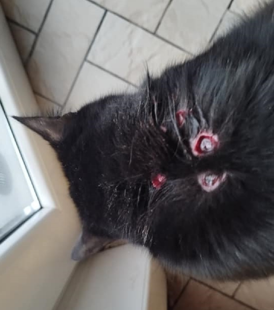 Brûlure de cigarettes sur un chat