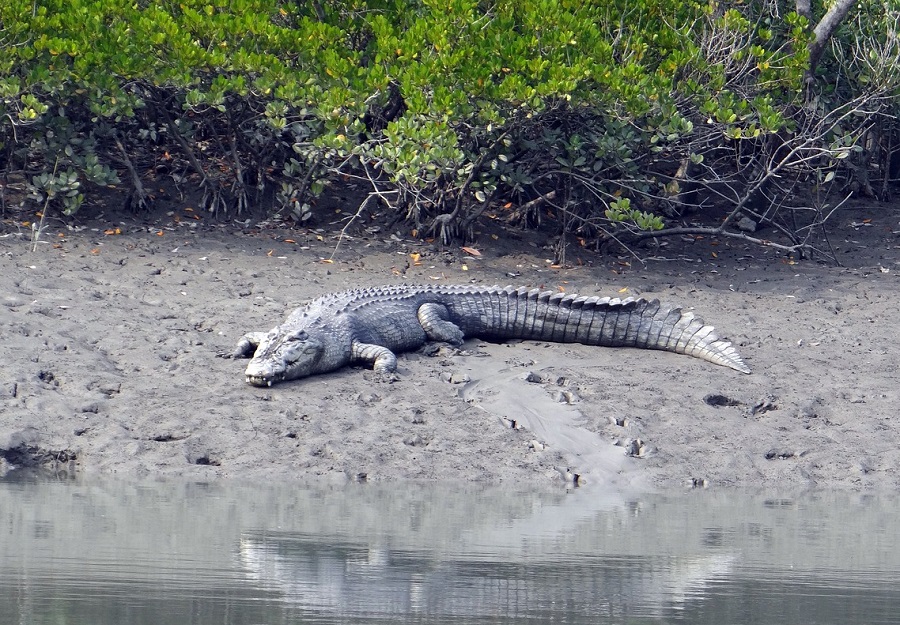 Crocodile marin