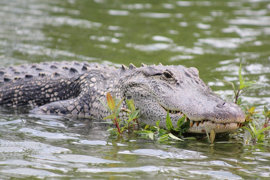 Crocodile marin