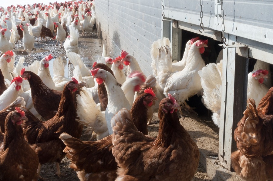 Elevage de poules