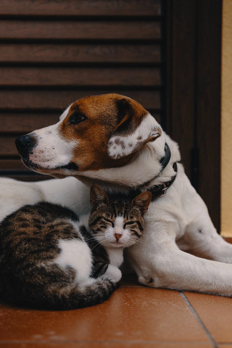 Chien et chat