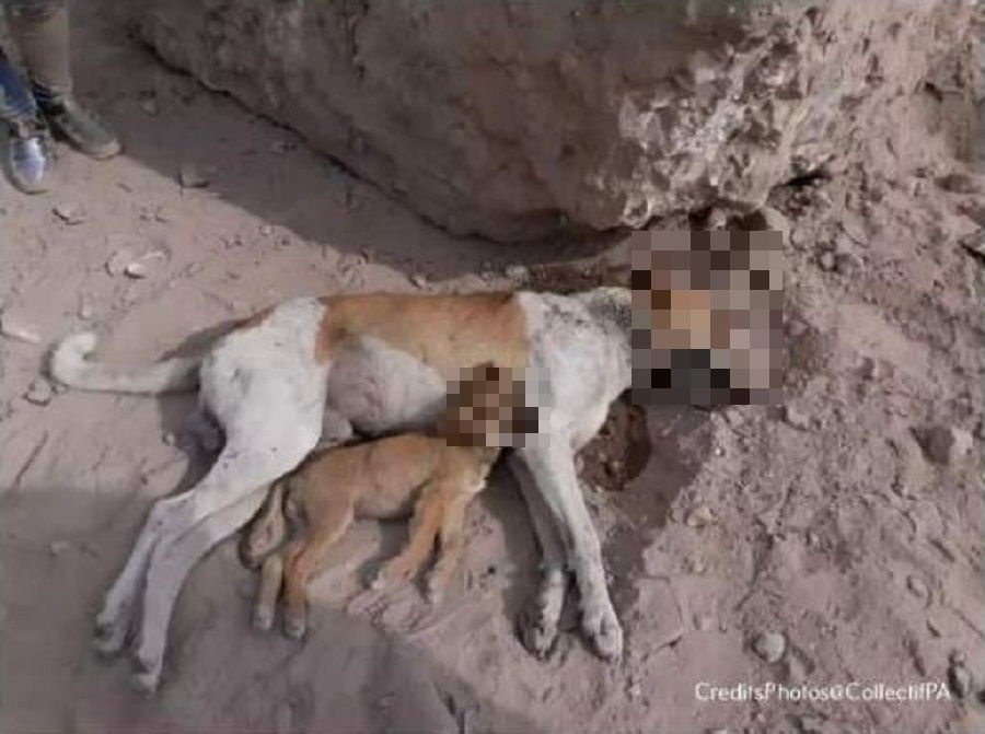 Chiens errants tués au Maroc