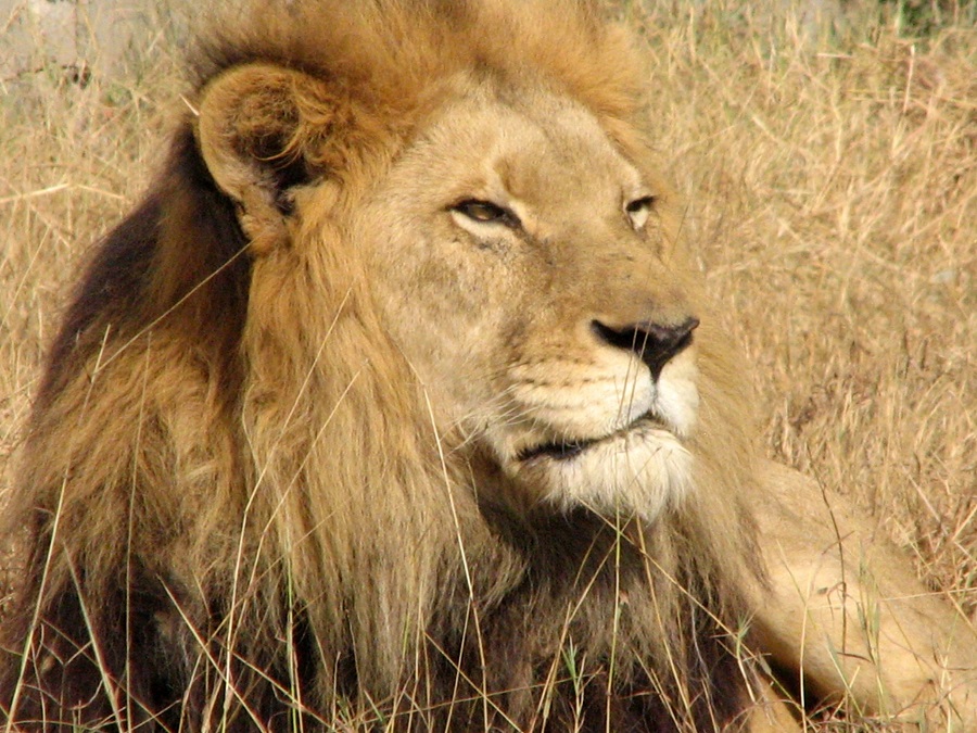 Lion d'Afrique du Sud