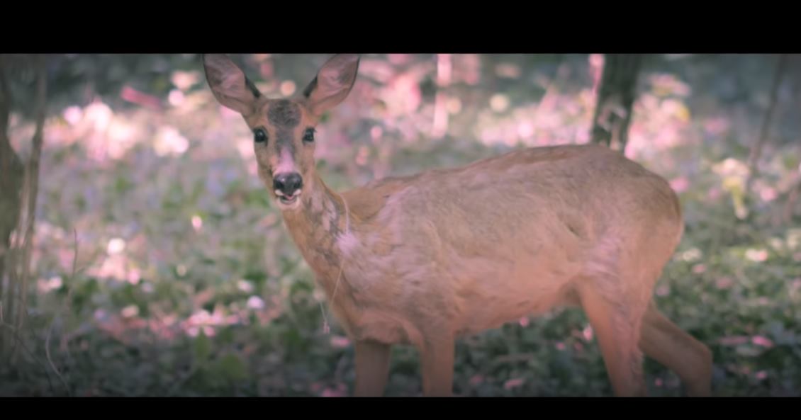 Photo du film Le chasseur et le fille aux Pokémon - La biche