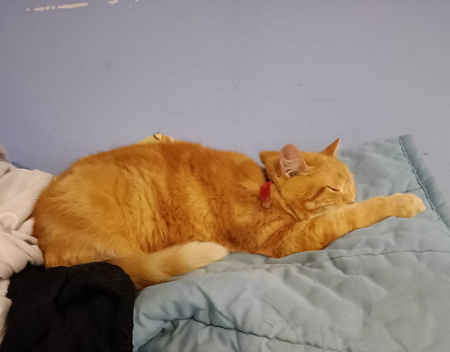 Chat roux couché sur du linge