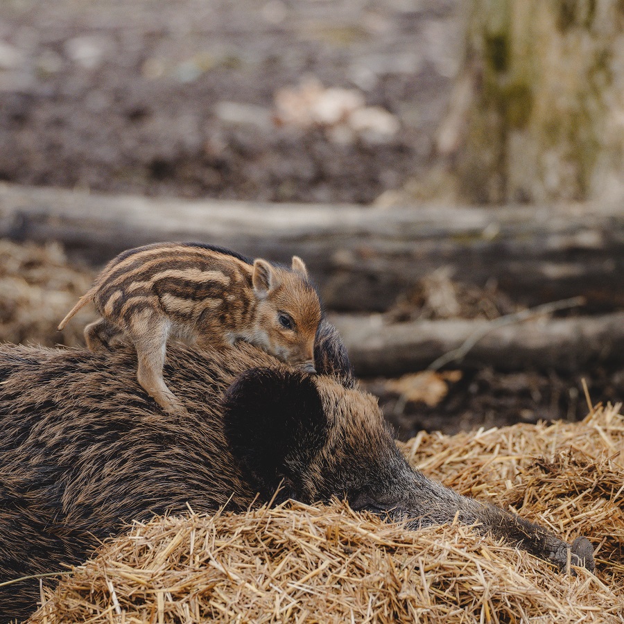 Sanglier