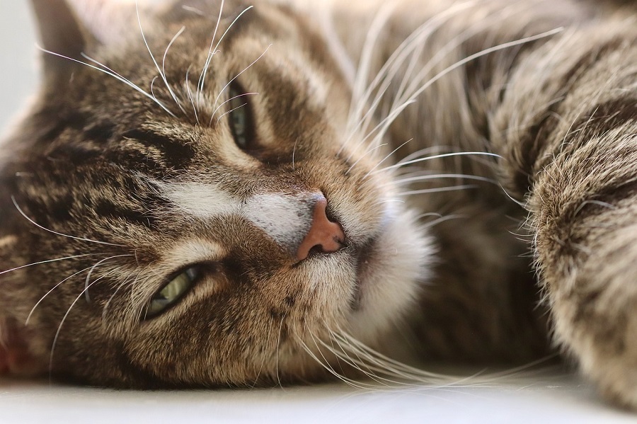 Chat de gouttière