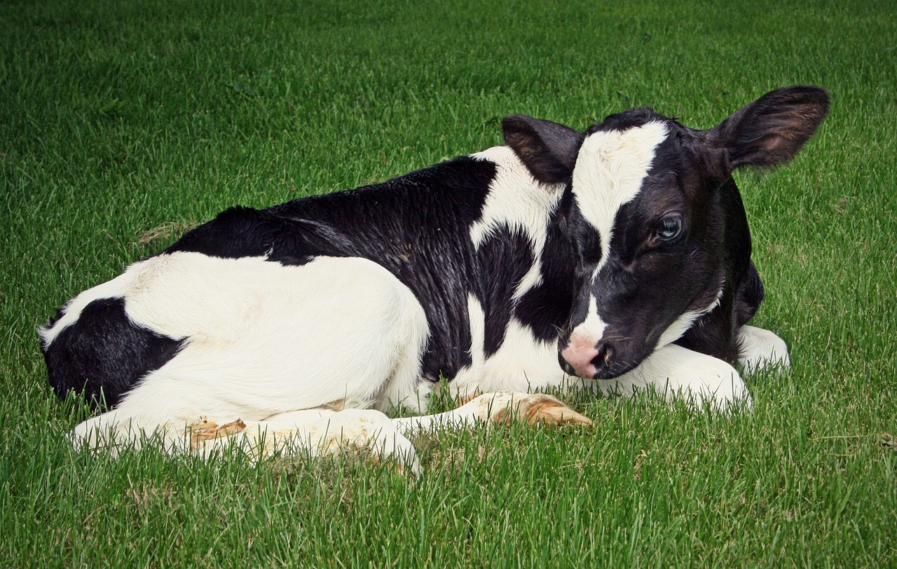 Vache Holstein