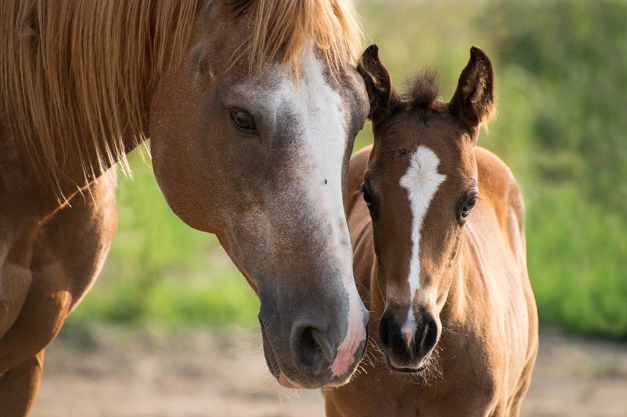 Cheval et son poulain