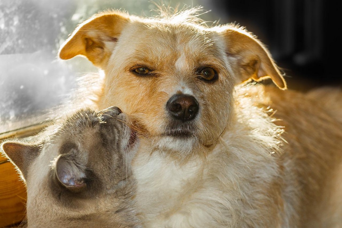 Chien et chat