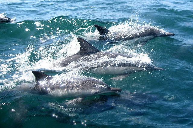 Dauphins