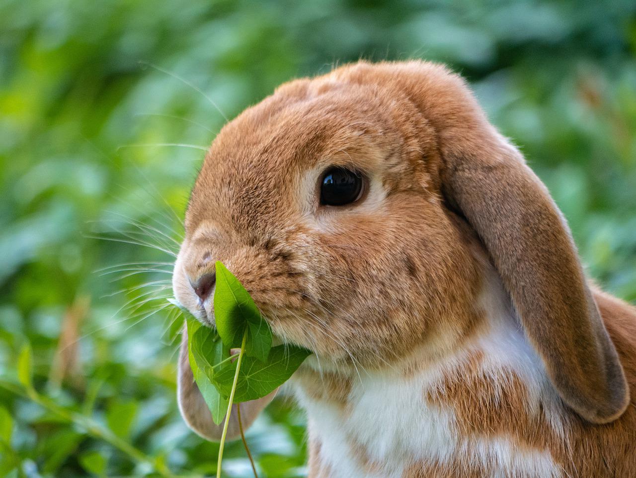 Lapin dans l'herbe