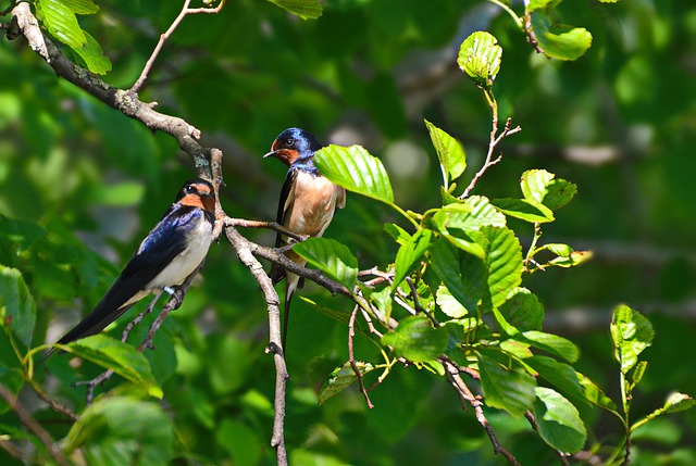 Quels arbres ou arbustes pour attirer les oiseaux ?