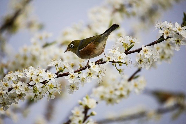 Quels arbres ou arbustes pour attirer les oiseaux ?