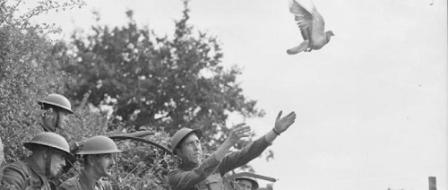 Soldats qui lâche un pigeon voyageur lors de la première guerre mondiale