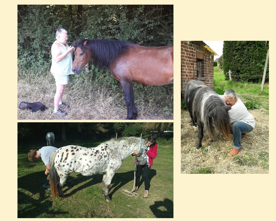 Chevaux de l'association La Belle Vie