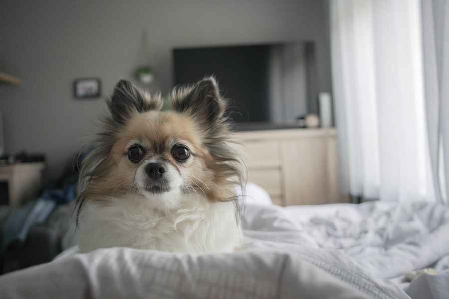 Chien