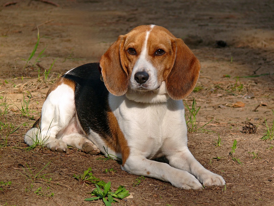 Beagle