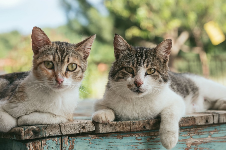 Chats de gouttière