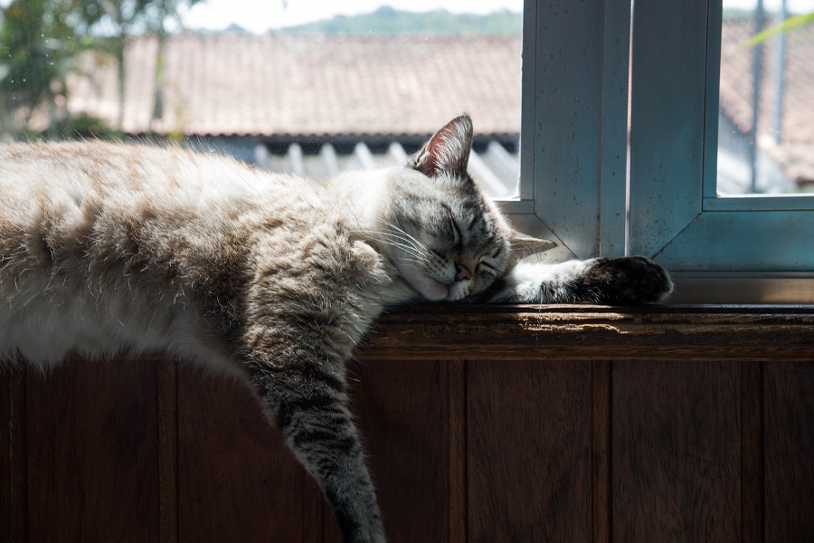 Chat de gouttière