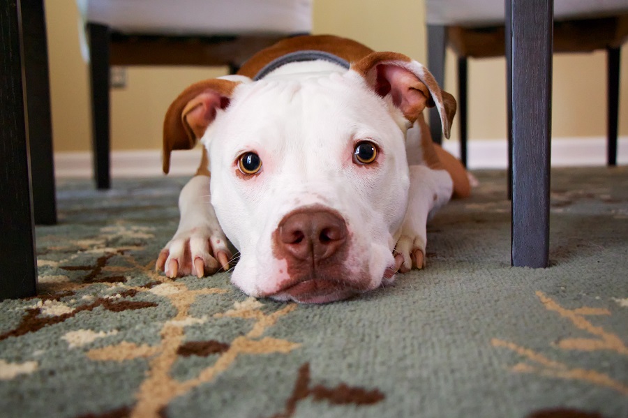 Chien sous une table