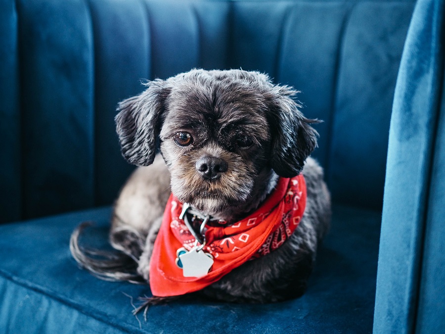 Chien dans un fauteuil