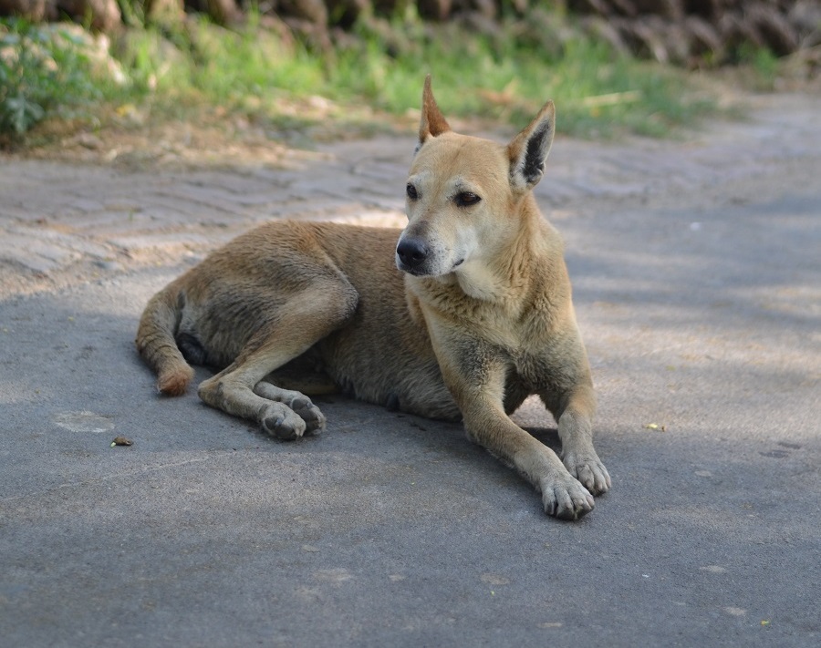 Chien errant