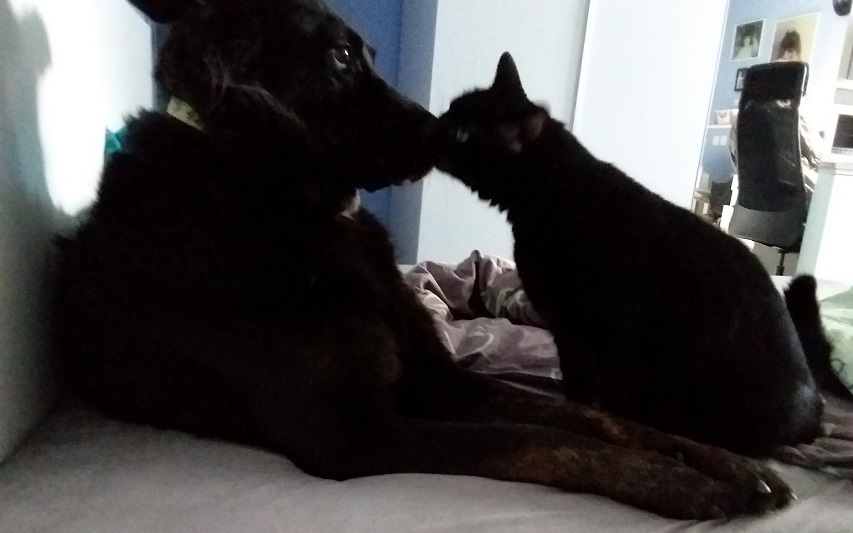 Chien noir et chat noir