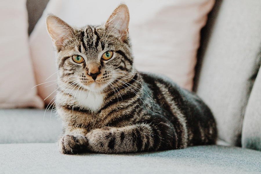 Chat de gouttière