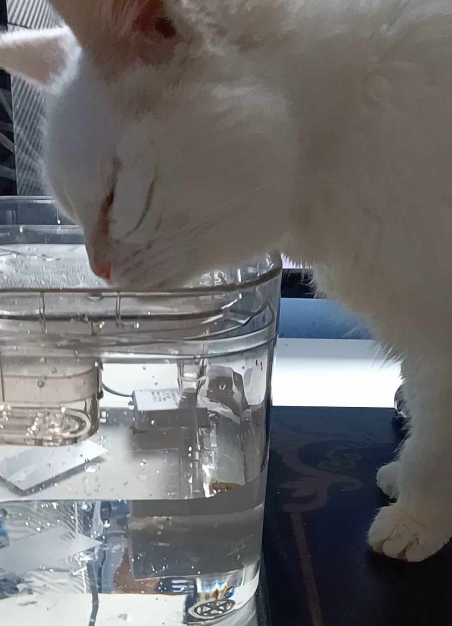 Fontaine à eau pour chats